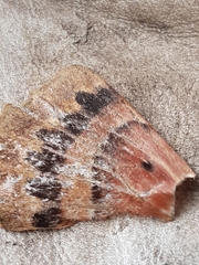 Chelepteryx chalepteryx