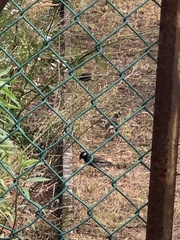 Spodiopsar cineraceus