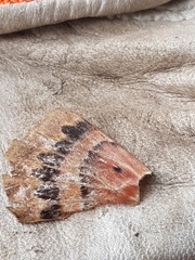 Chelepteryx chalepteryx