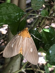 Asota plaginota