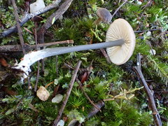 Entoloma albidocoeruleum
