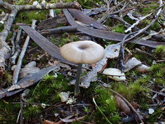 Entoloma albidocoeruleum