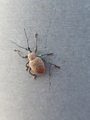 Otiorhynchus singularis