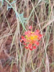 Lasiosiphon rubescens