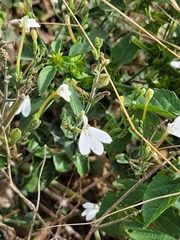 Rhinacanthus xerophilus