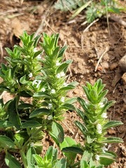 Leucas neuflizeana