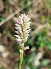 Hermbstaedtia odorata