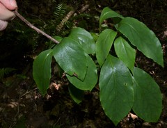 Schisandra glabra