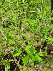 Salix