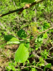 Salix