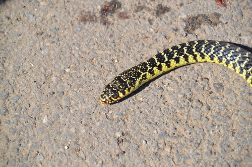 Green Whip Snake, Amnéville, France, photo 9 of 10
