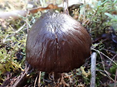 Entoloma procerum