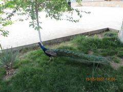 Pavo cristatus