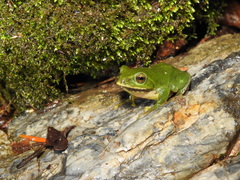 Zhangixalus schlegelii
