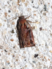 Archips oporana