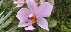 Spathoglottis pacifica