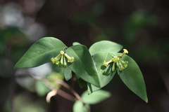 Wikstroemia nutans