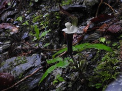 Arisaema sikokianum