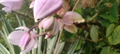 Spathoglottis pacifica