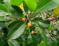 Acronychia imperforata