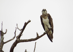 Pandion haliaetus