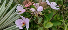 Spathoglottis pacifica