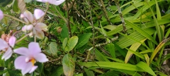 Spathoglottis pacifica