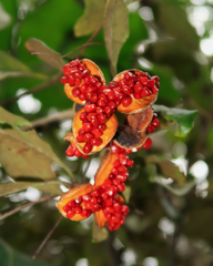Pittosporum revolutum