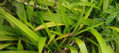 Spathoglottis pacifica