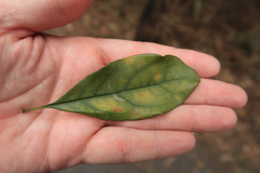 Pittosporum revolutum