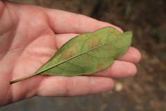 Pittosporum revolutum