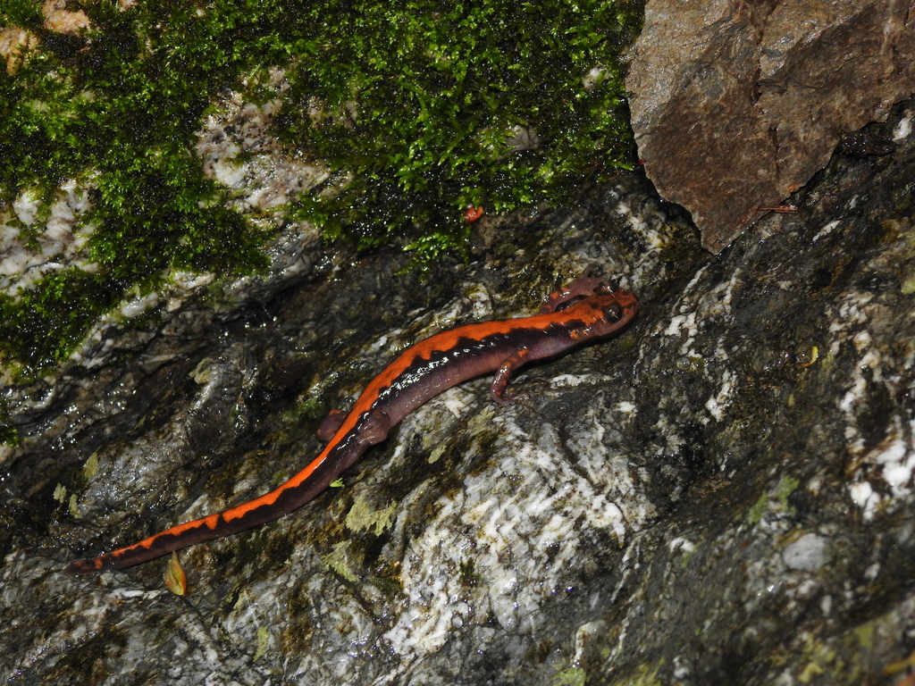 Shikoku Clawed Salamander