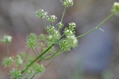 Lomatium triternatum