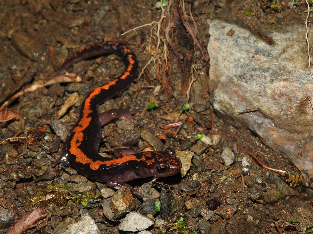 Clawed Salamanders