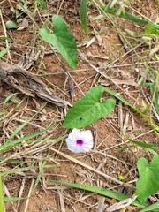 Ipomoea sinensis