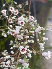 Paederia foetida