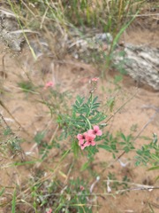 Indigastrum costatum