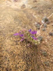 Coleus lasianthus