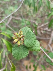Cordia monoica