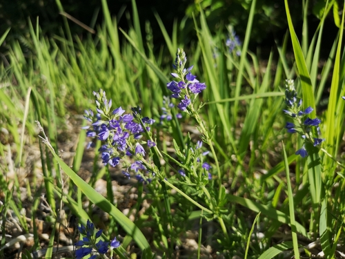 veronika hrdobarkovitá (Veronica austriaca)
