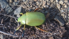 Chrysina adolphi