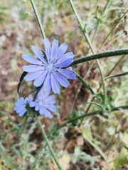 Cichorium intybus