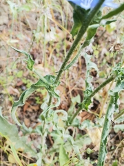 Cichorium intybus