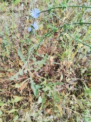 Cichorium intybus