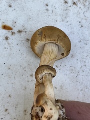 Clitocybe albirhiza