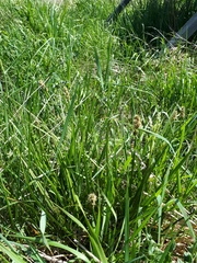 Carex vulpina
