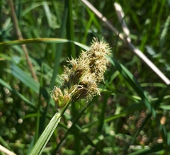 Carex vulpina