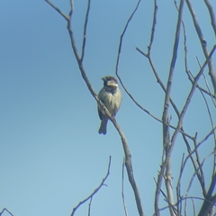 Passer domesticus