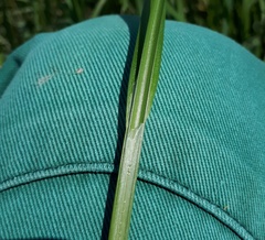 Carex vulpina