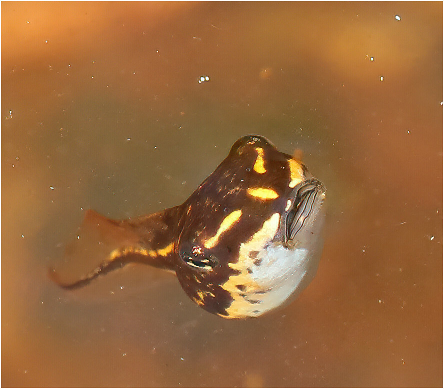 Masked Frog